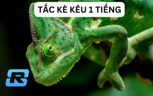 Tắc kè kêu 1 tiếng: Điềm báo tốt hay xấu?