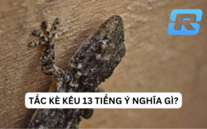 Tắc kè kêu 13 tiếng: Ý nghĩa và giải mã giấc mơ