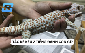 Tắc kè kêu 2 tiếng nên đánh con gì?