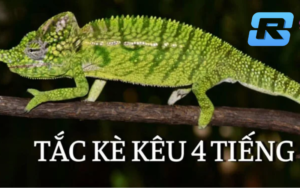 Tắc kè kêu 4 tiếng - Điềm báo tốt hay xấu?