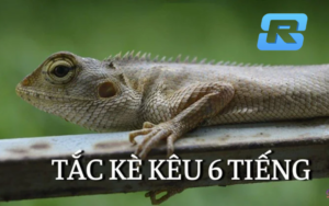 TẮC KÈ KÊU 6 TIẾNG RS8: Giải mã điềm báo tốt hay xấu?