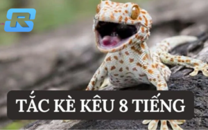 Tắc kè kêu 8 tiếng: Điềm báo và ý nghĩa tâm linh nên đánh con gì?