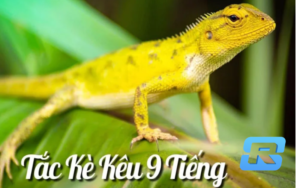 Tắc kè kêu 9 tiếng là hên hay xui?